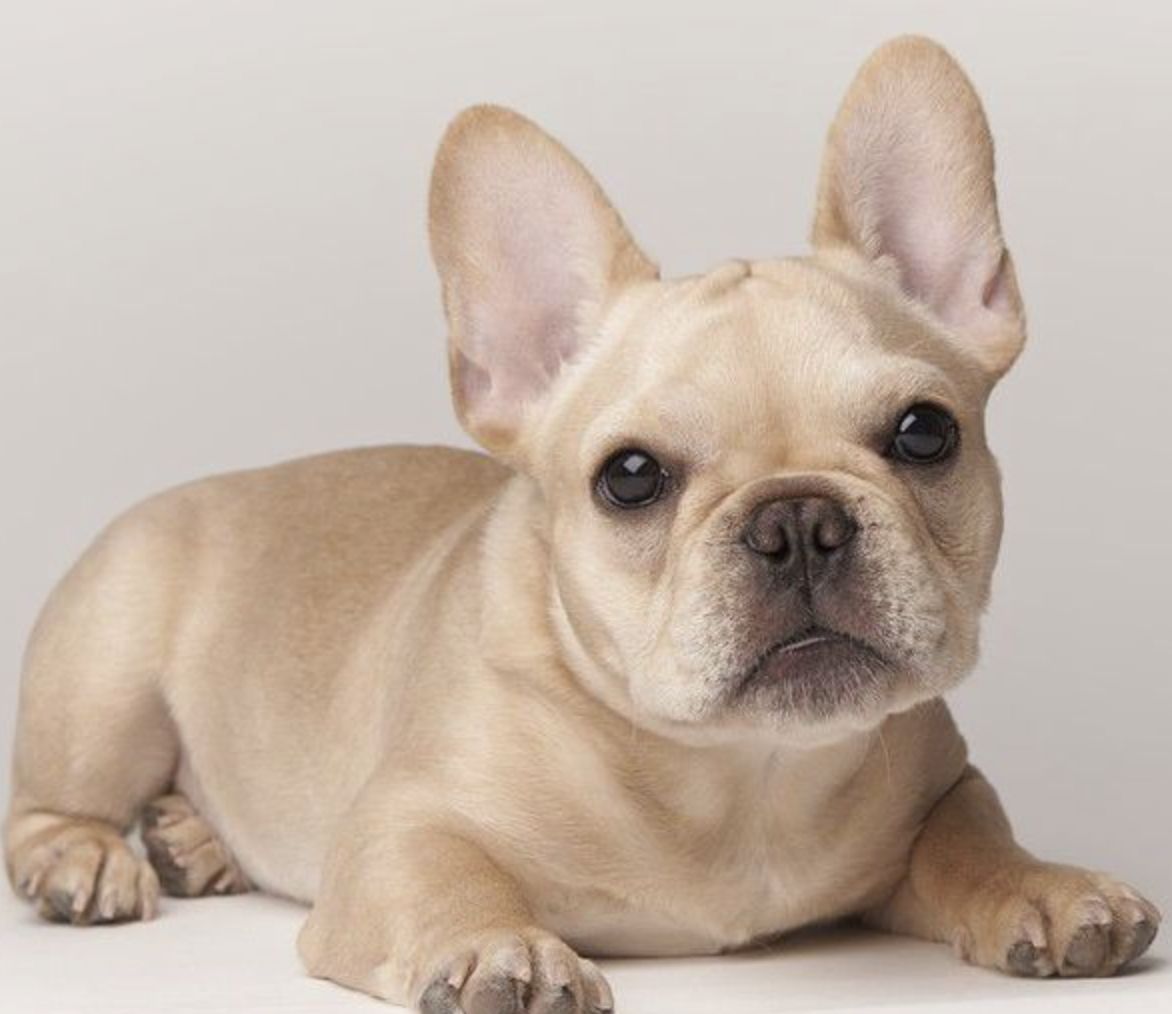 真狗狗被当玩具,任由顾客玩弄,法斗一脸无奈,看了让人心疼