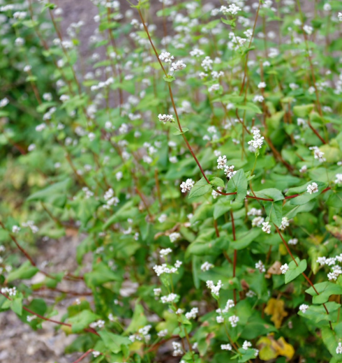 野荞麦全草均可入药,其中药名被称为"开金锁",有清热解毒,消肿排脓