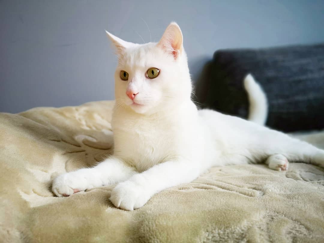 猫咪的尾巴可以说话,铲屎官通过观察尾巴就能了解猫咪
