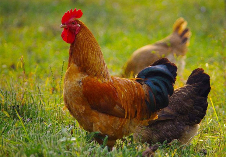 马上要过年了,为何农民养的土鸡卖不出去?这3点是关键