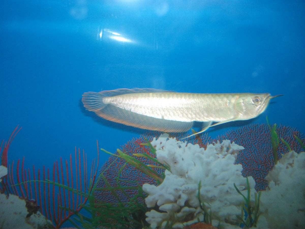 银龙鱼属名贵鱼种,在饲养中需要注意哪些问题?