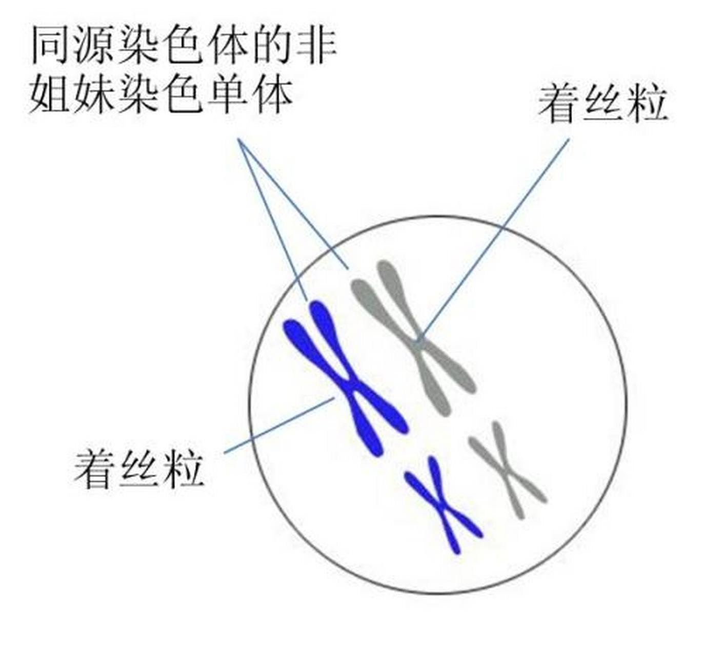 什么是姐妹染色单体图片