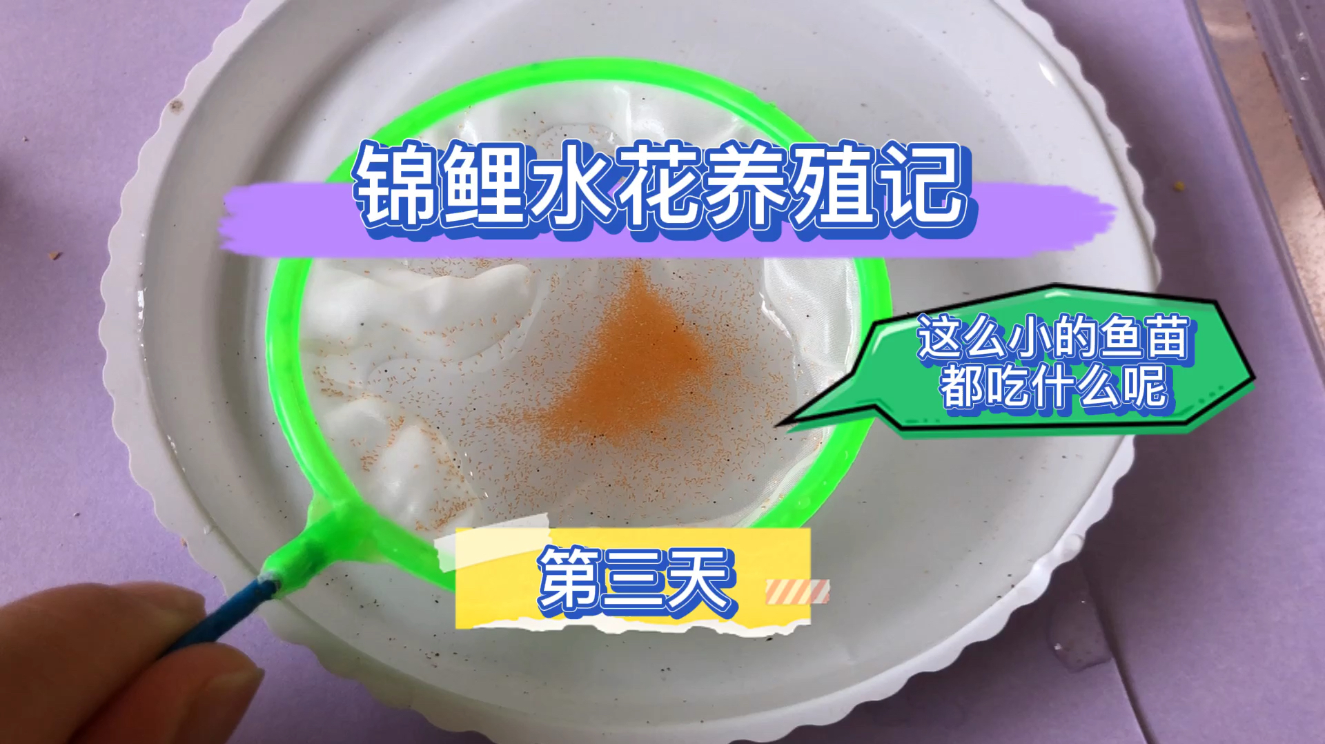 泡沫箱养锦鲤水花,头发丝大小的鱼苗,喂丰年虾,记录养殖第三天
