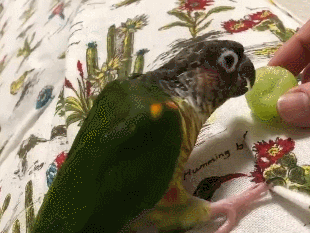 呆萌鹦鹉吃葡萄,开心到摇头晃脑,网友:我吃东西时的模样