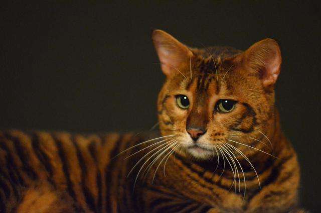 威尔斯猫,不知道你认识吗?可爱伶俐的无尾猫