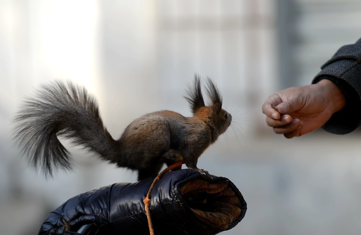 济南父子街头"遛鼠",引游客争相拍照,或成网红鼠!