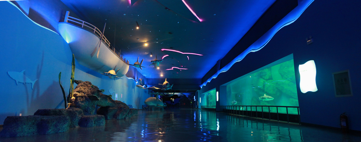 山东的小县城里竟有一座投资10亿元,世界规模最大的室内海洋馆