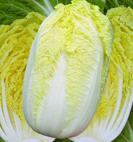白菜心越黄越好吗?听听菜农怎么说,冬天屯白菜要当心,别被坑了