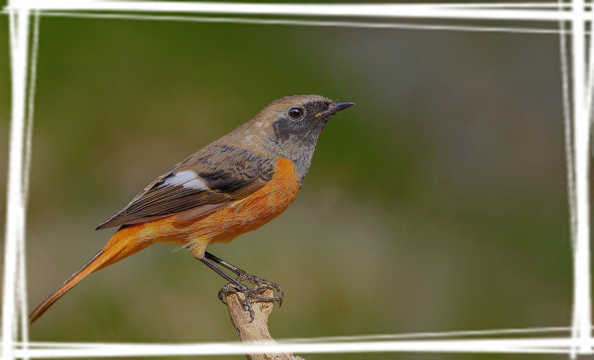 小型鸟类北红尾鸲桌面壁纸