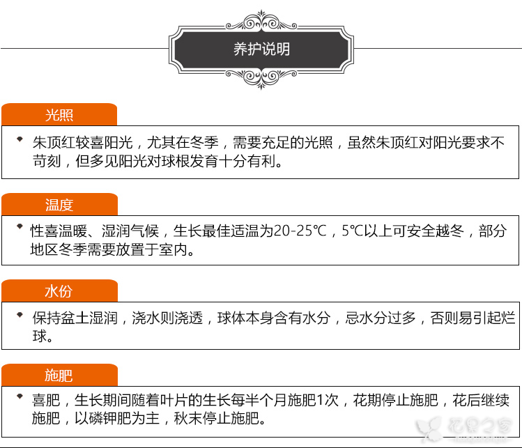 一次浇多少水?朱顶红四季浇水方法