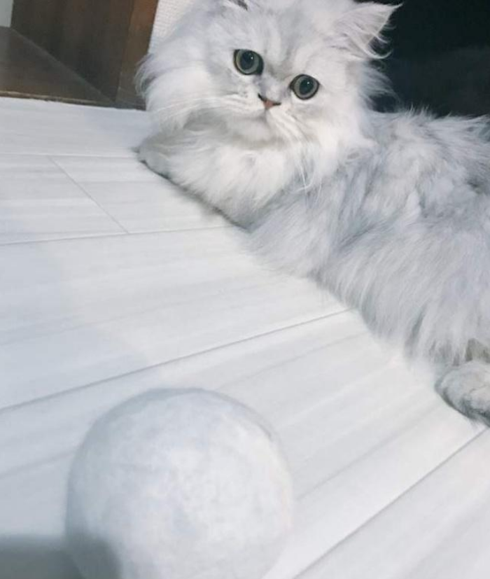 铲屎官帮猫咪存了7年猫毛球,猫咪见到都惊呆了