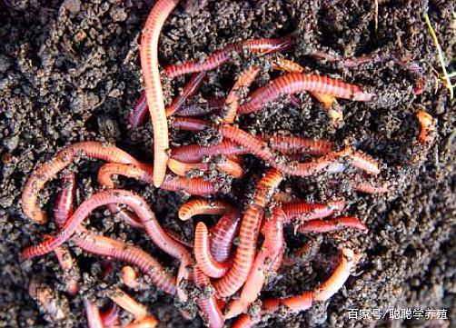 蚯蚓的外部形态的了解,体圆长短,粗细因种类不同差异较大