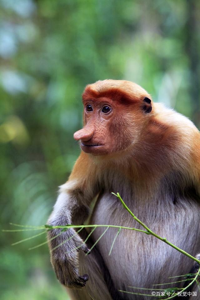马来西亚的国宝级野生动物——长鼻猴