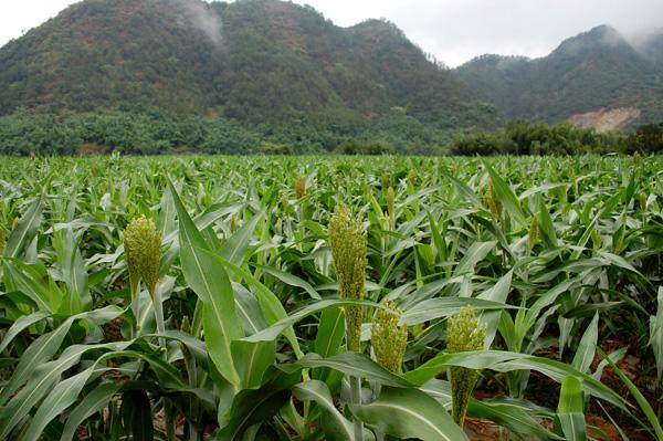 高粱- 优质问答专区