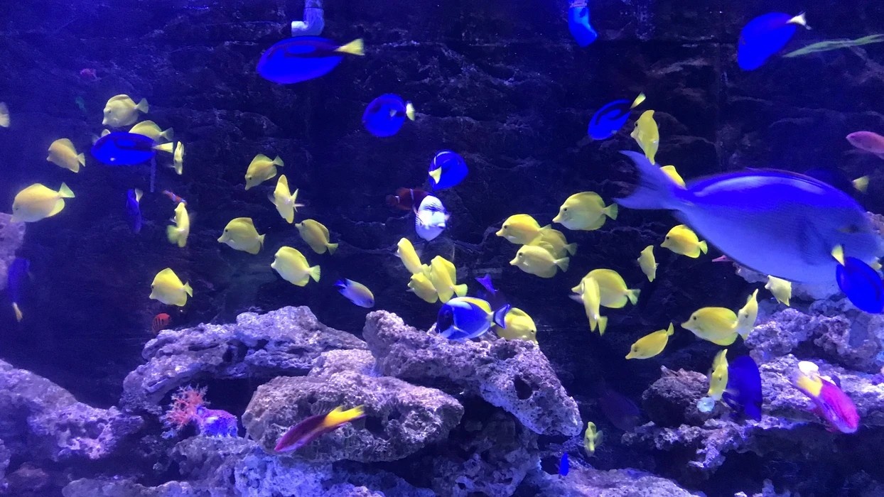 广州一家室内海洋馆,汇集数种极地海洋动物,是亲子游玩的好去处