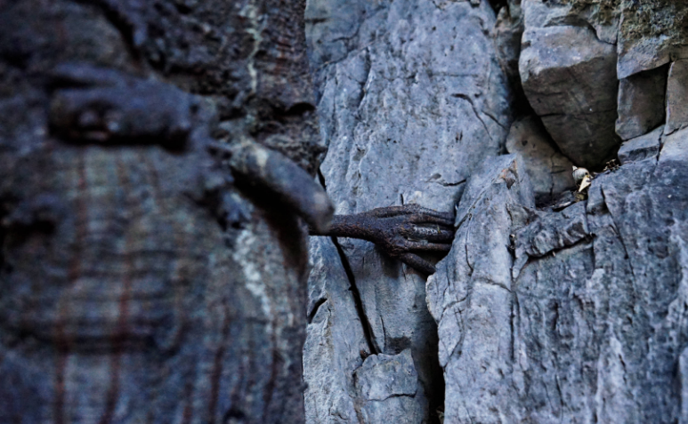 奇闻!云南一棵千年菩提树腰上长出一只手,网友惊叹:太神奇了!