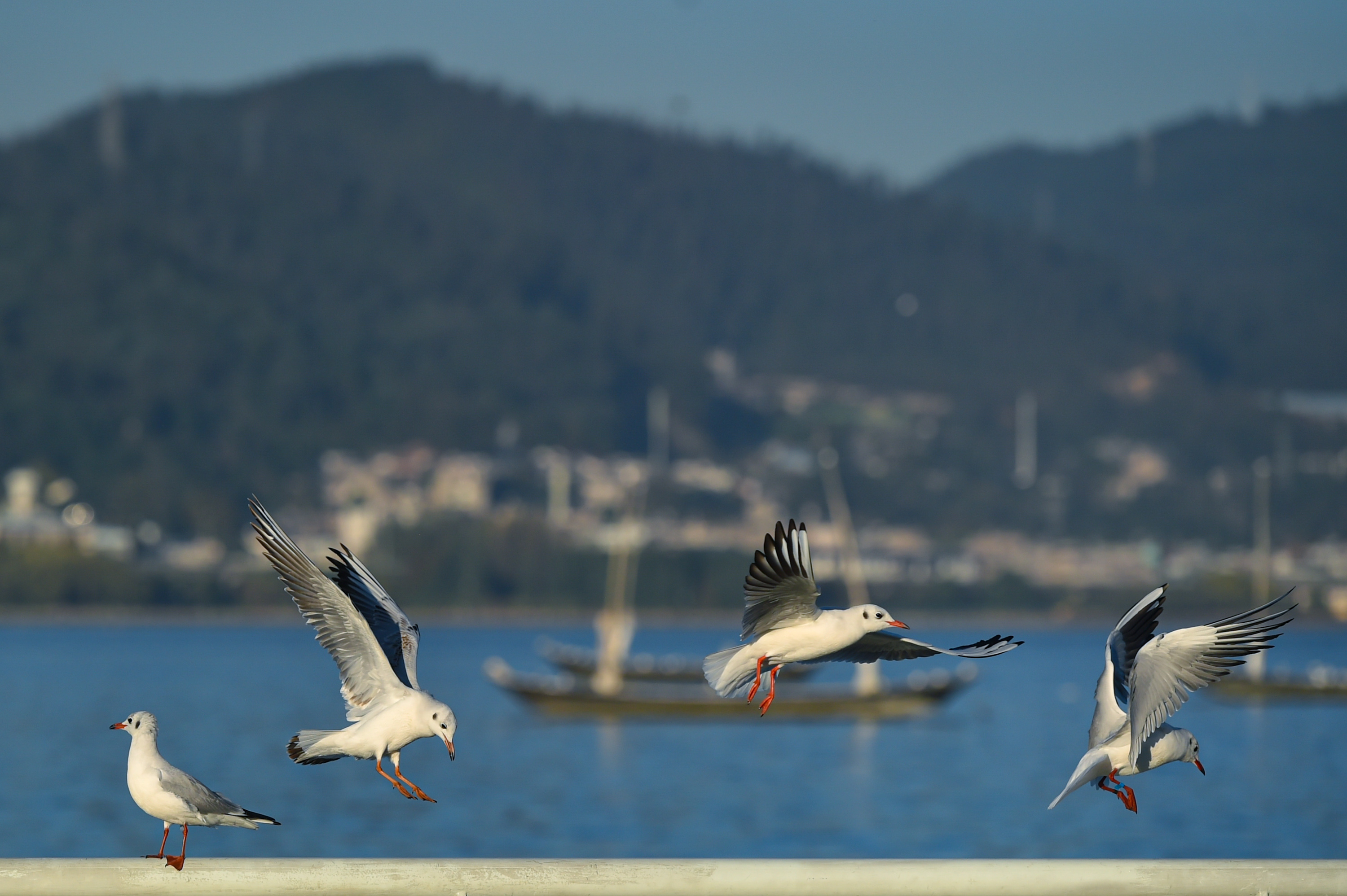 云南昆明:红嘴鸥迁徙过冬