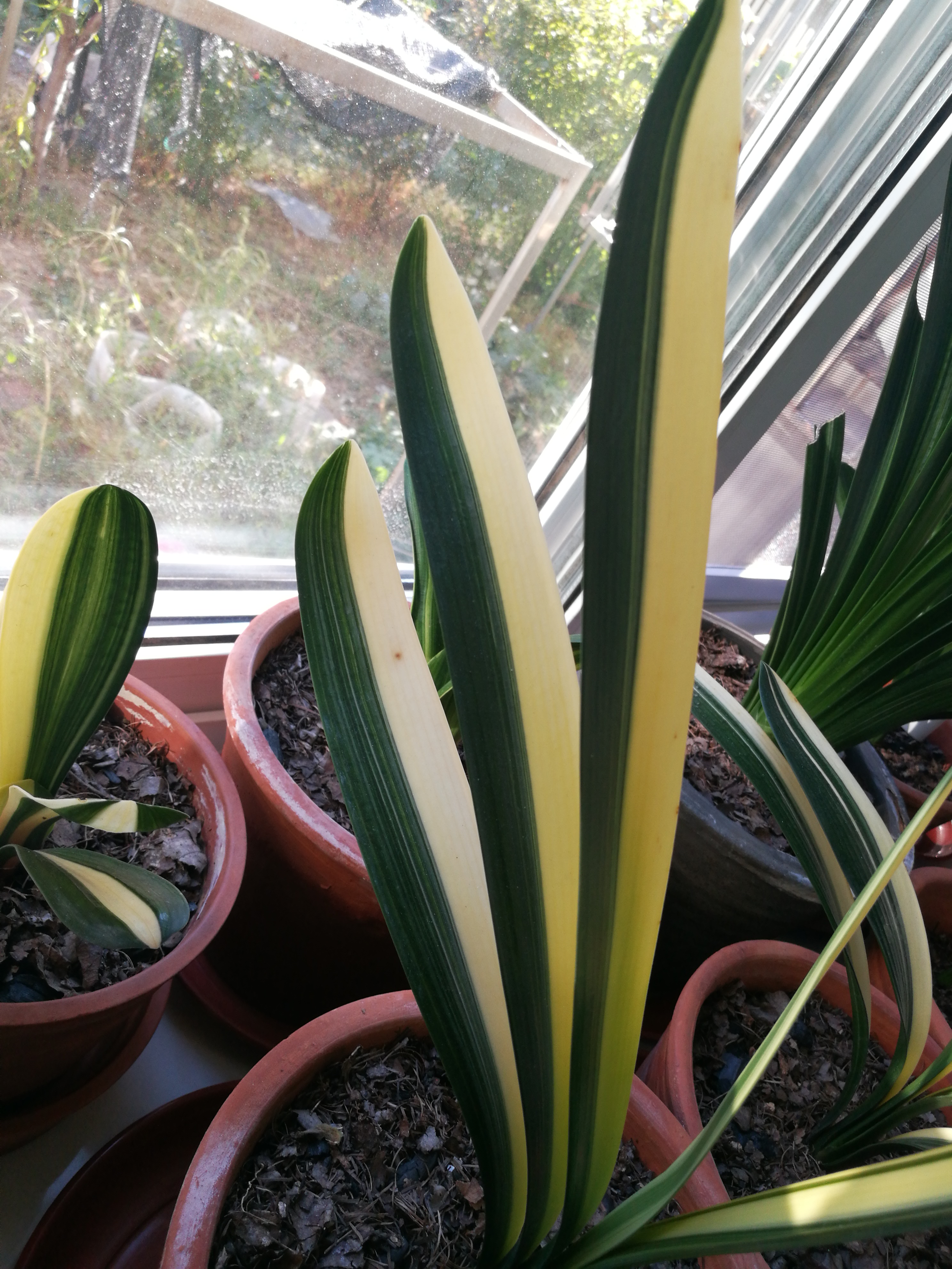 窗台君子兰展示