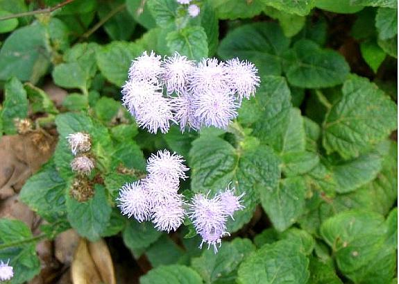 农村这种野草,农民常说"消炎草",对感冒发烧很有帮助