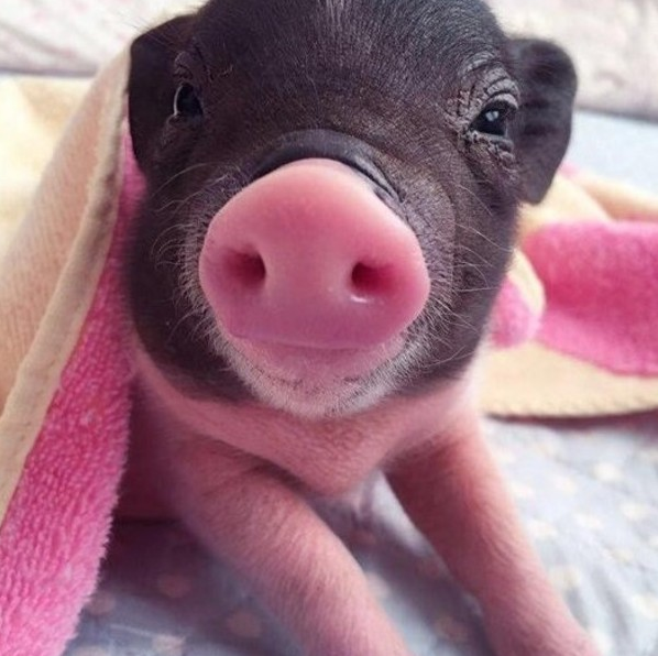 被宠物店欺骗,外国男子天真以为养的是宠物猪,结果出乎意料!