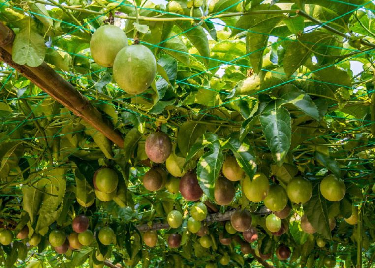 婷婷讲农业:养殖红参果的方法