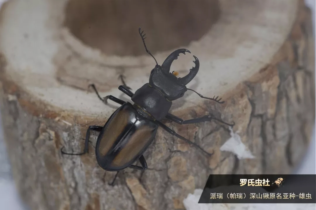 初探中小型深山锹繁殖 派瑞深山锹原来这样产卵