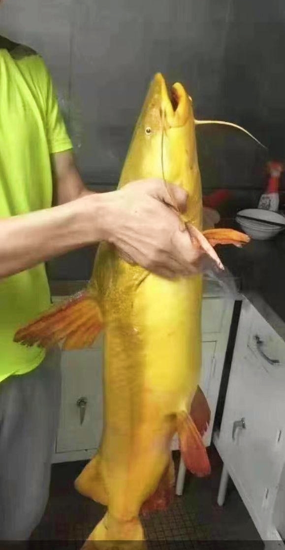 钓友擒获巨型黄辣丁!体长超半个成人