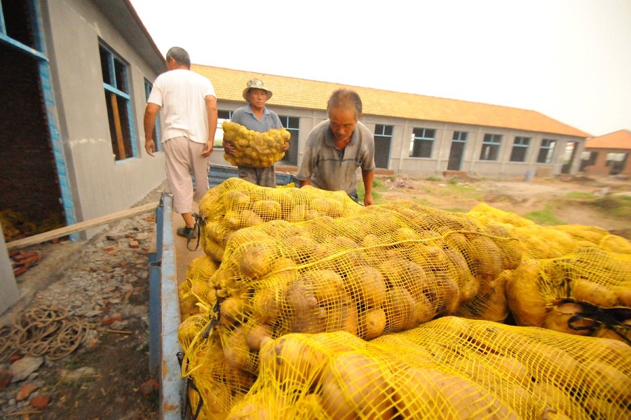 马铃薯与棉花,玉米套种的间作模式,能提高单位产量,提高效率!