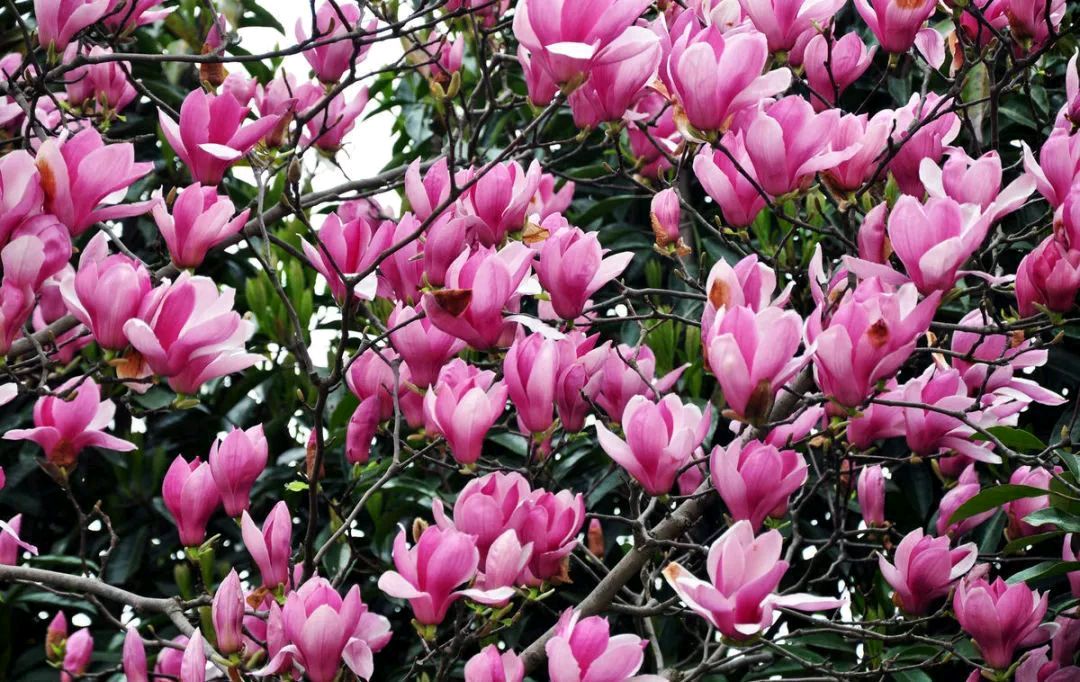 七绝:紫玉兰花为风雨所败有感(新韵)