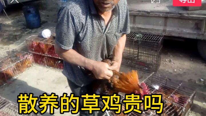 实拍山东临沂草鸡价格,和你们那里一样吗?这鸡真划算