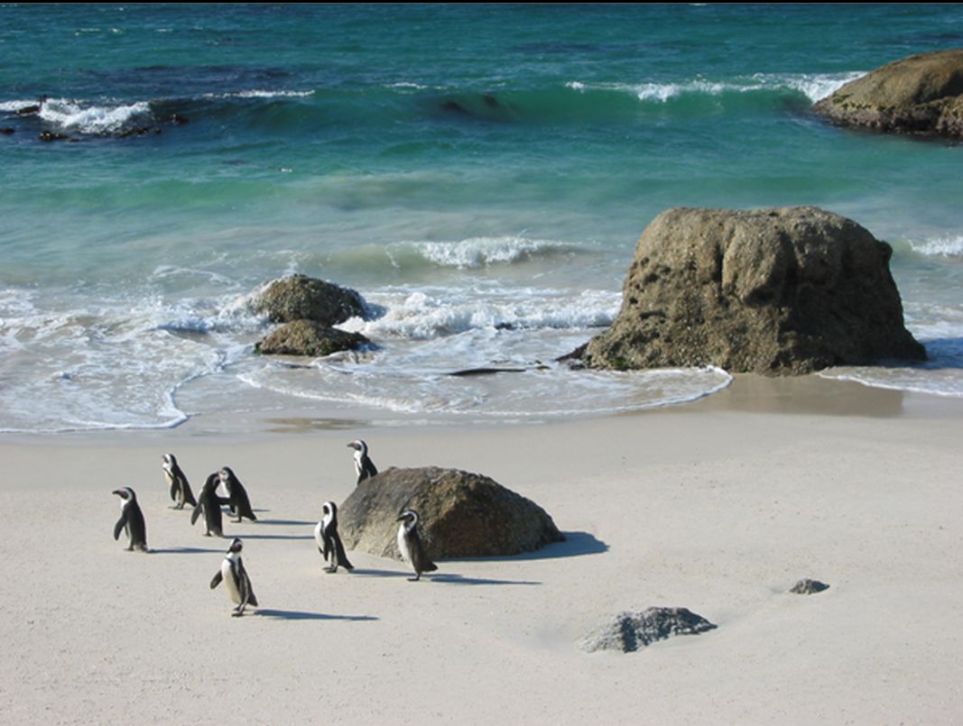 菲利普岛是以神仙小企鹅闻名于世的度假胜地
