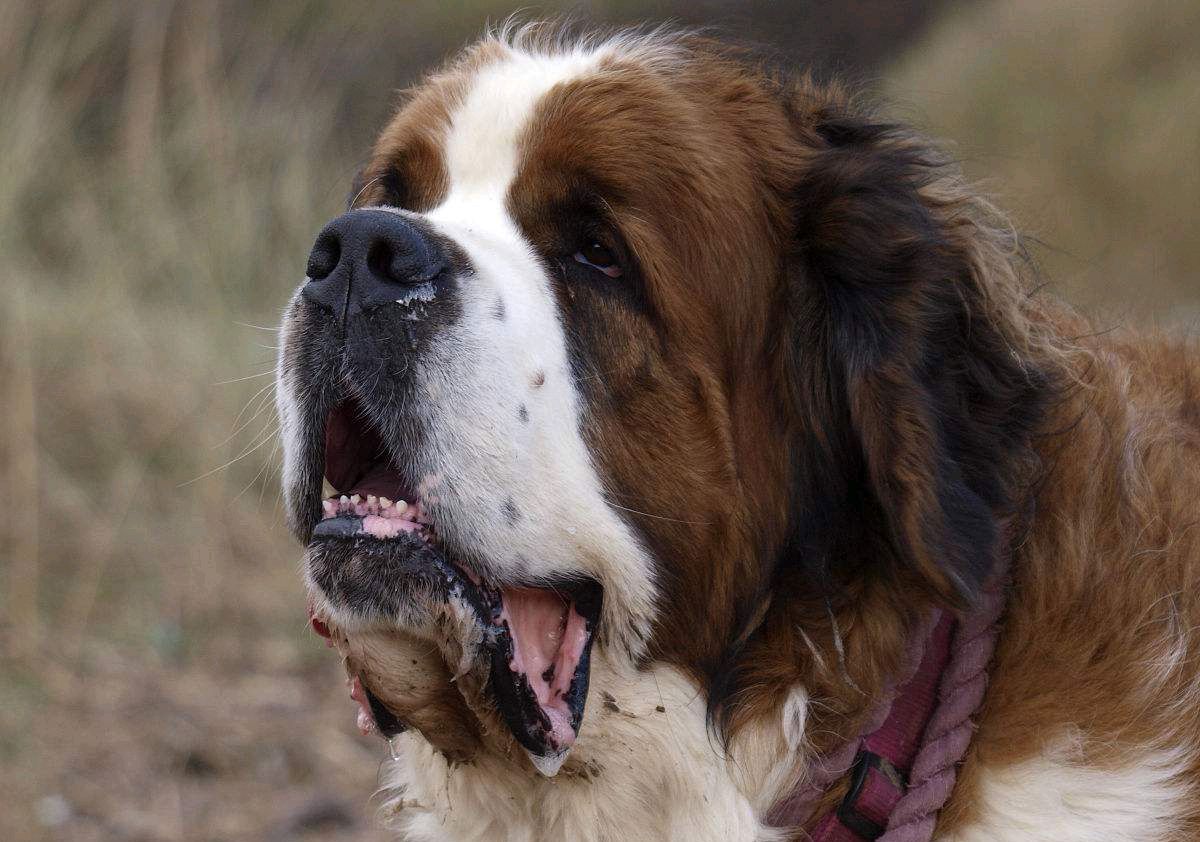 寵物界的巨獸,聖伯納犬你都瞭解嗎