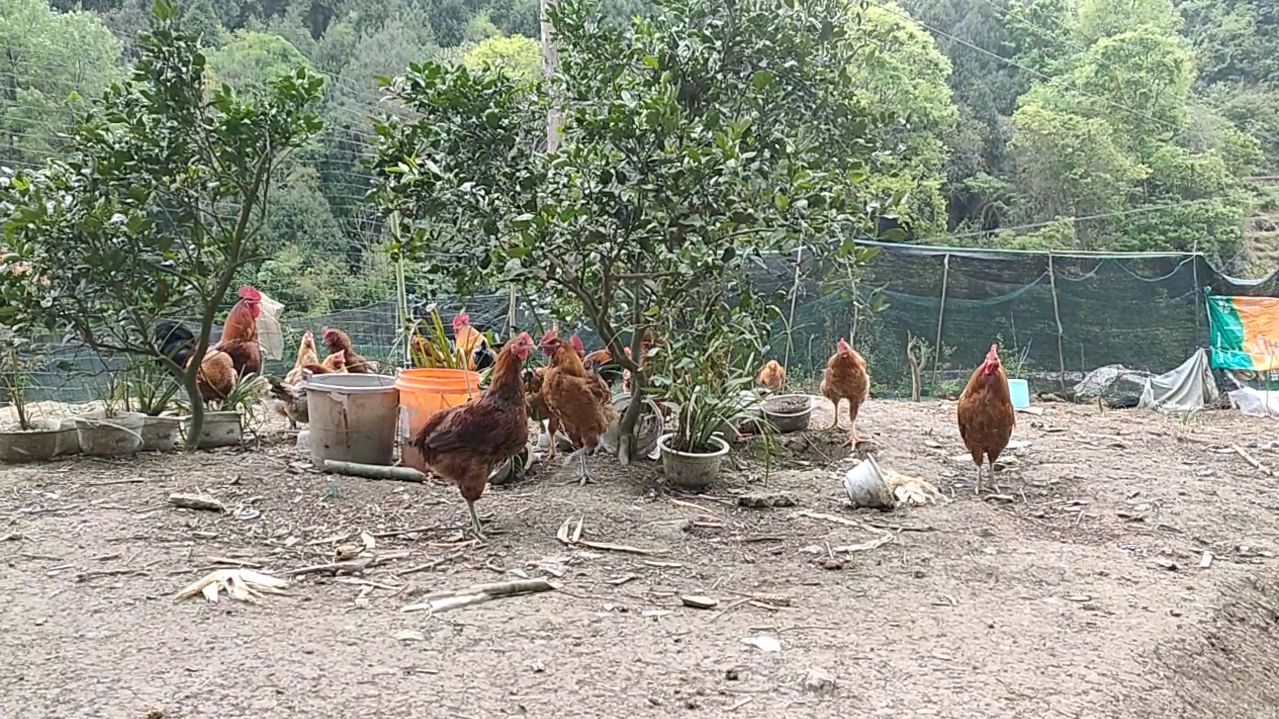 公鸡、母鸡为什么要分开饲养