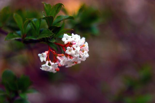 花开时节《生命花》