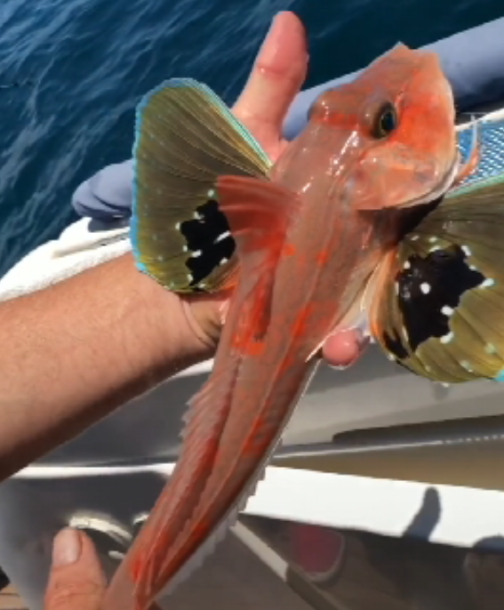 海钓到一只很漂亮的蝴蝶鱼,却被网友调侃:面对六眼飞鱼需要勇气