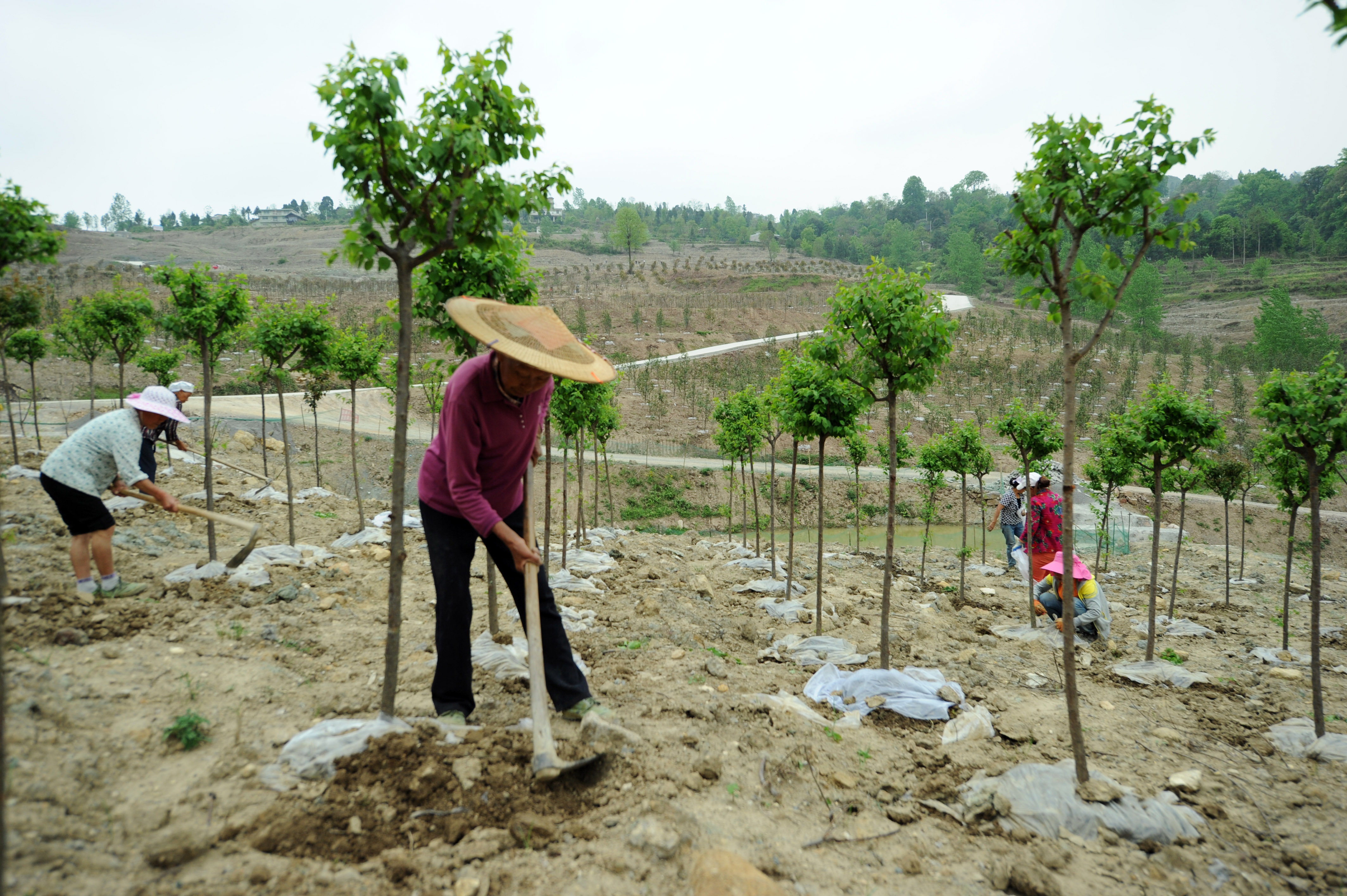 贵州石阡:春日苗木管护忙(1)