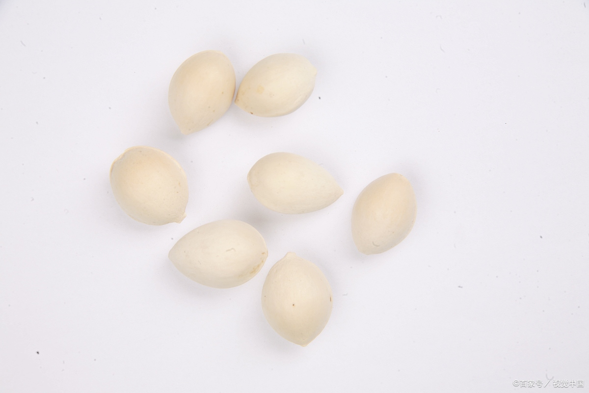 中种皮为白色,比较坚硬,骨质.