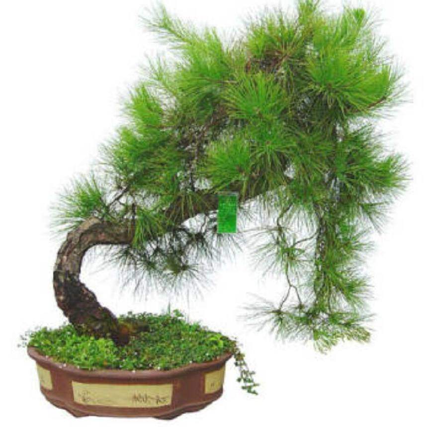 马云2018台北演讲全程马云视频演讲正能量励