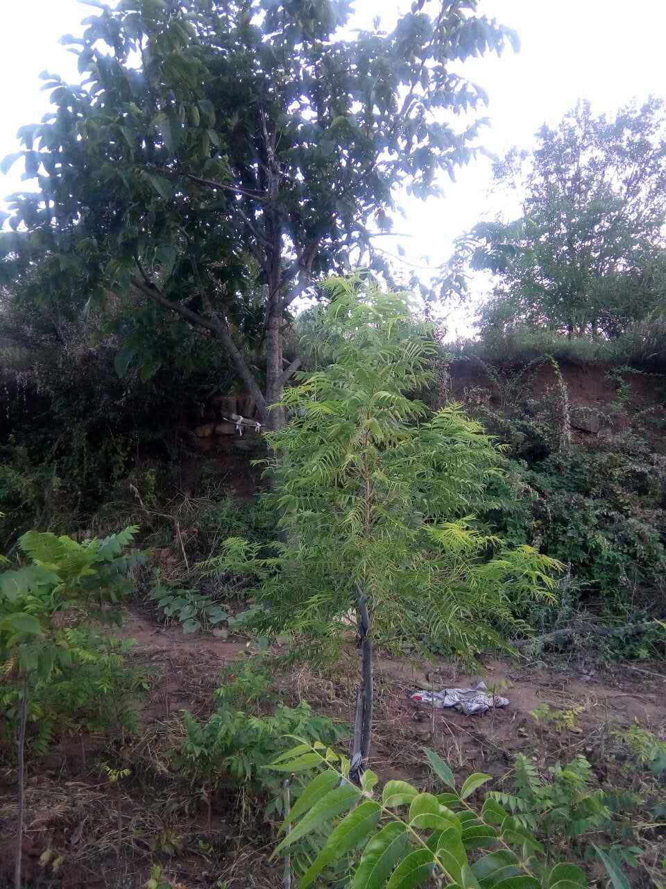 我国引种美国黑核桃的现状和存在的问题