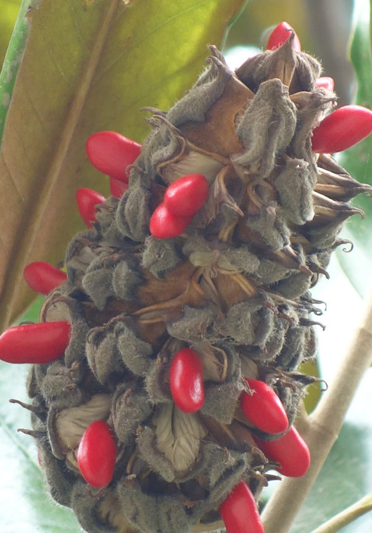 开花的广玉兰也许你见过,但你是否见过广玉兰结果(籽)?