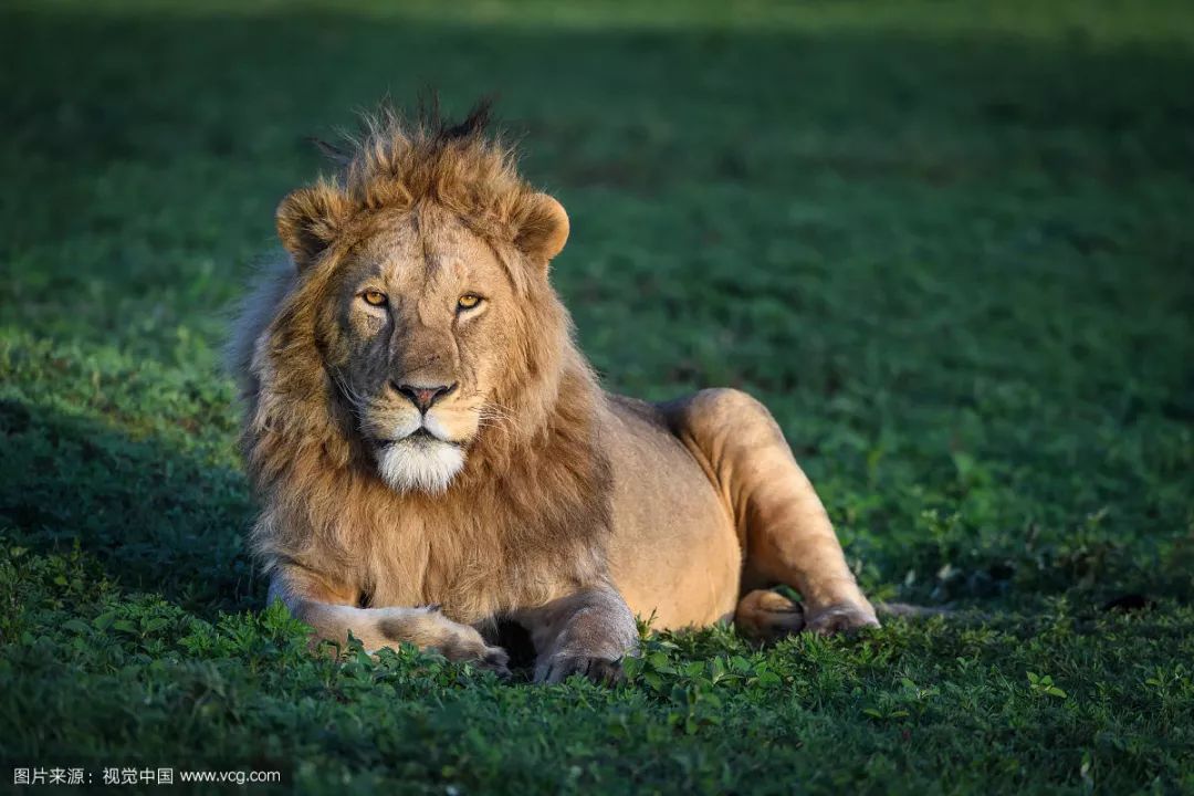 nin.vip · 大狮子传奇