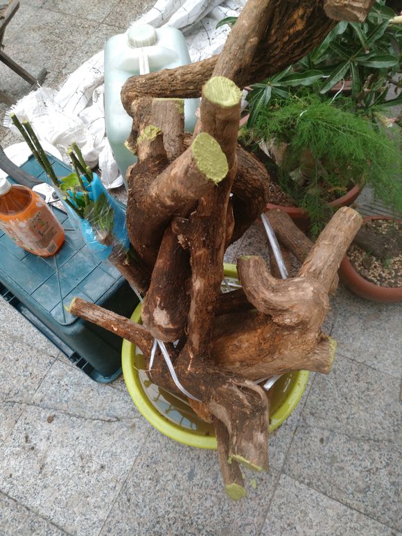 三角梅老根不要丢,4步做成根艺盆景,价值翻倍