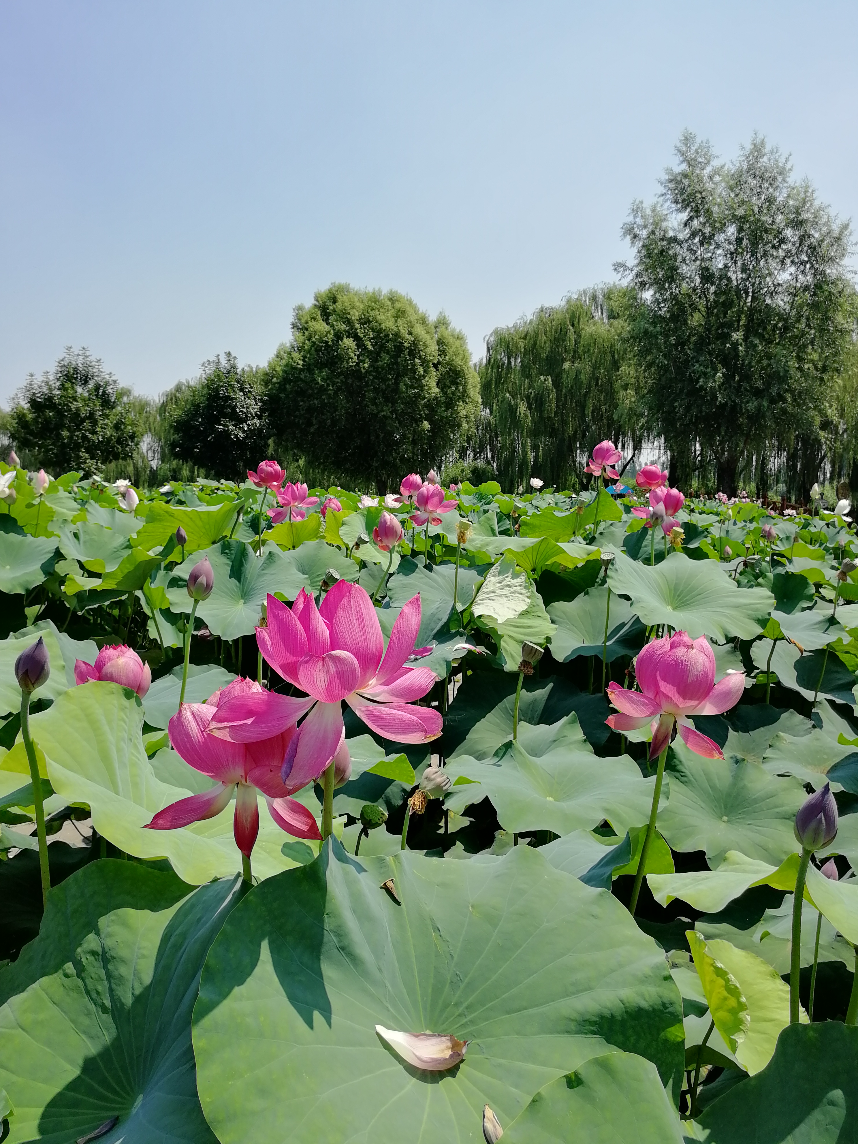 白洋淀荷花大观园图片