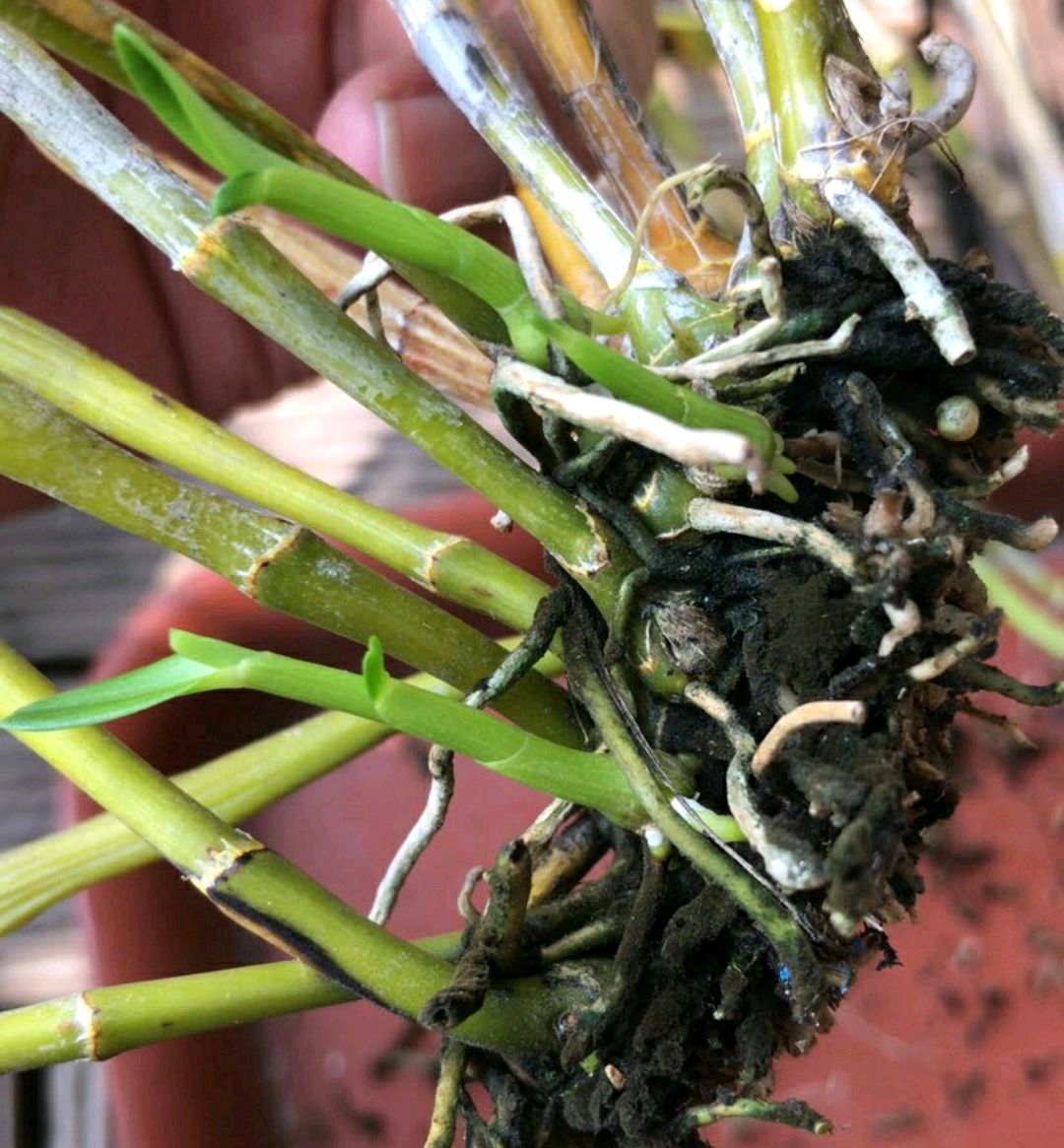 盆栽石斛兰根系越多越好吗?狠心剪平根部根变多盆还易开花爆盆