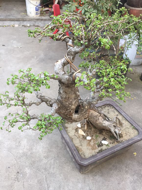 花1200元买的榆树盆景,大家帮忙看下造型如何,后期该怎么养护?