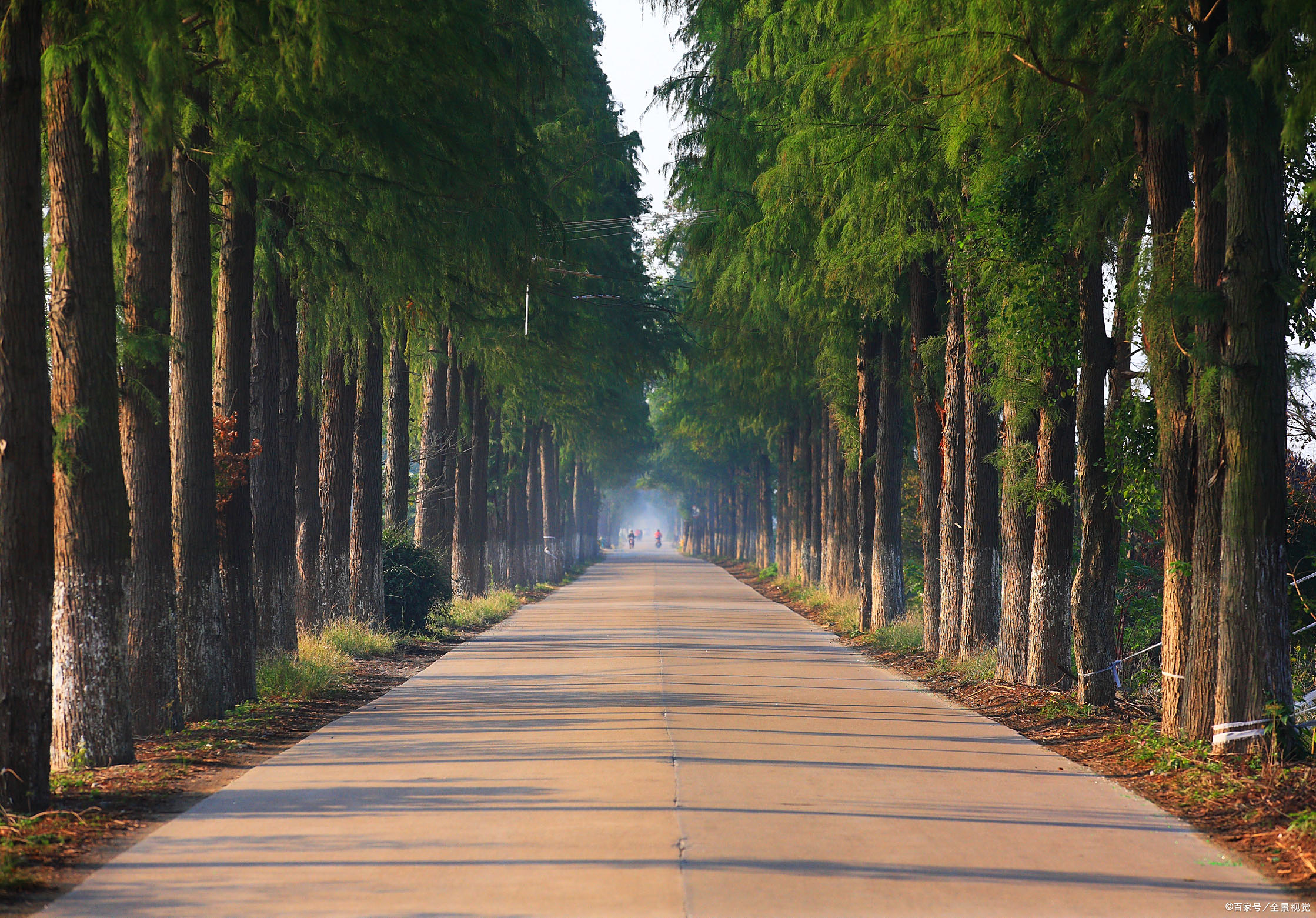 一,道路绿化苗木的特点