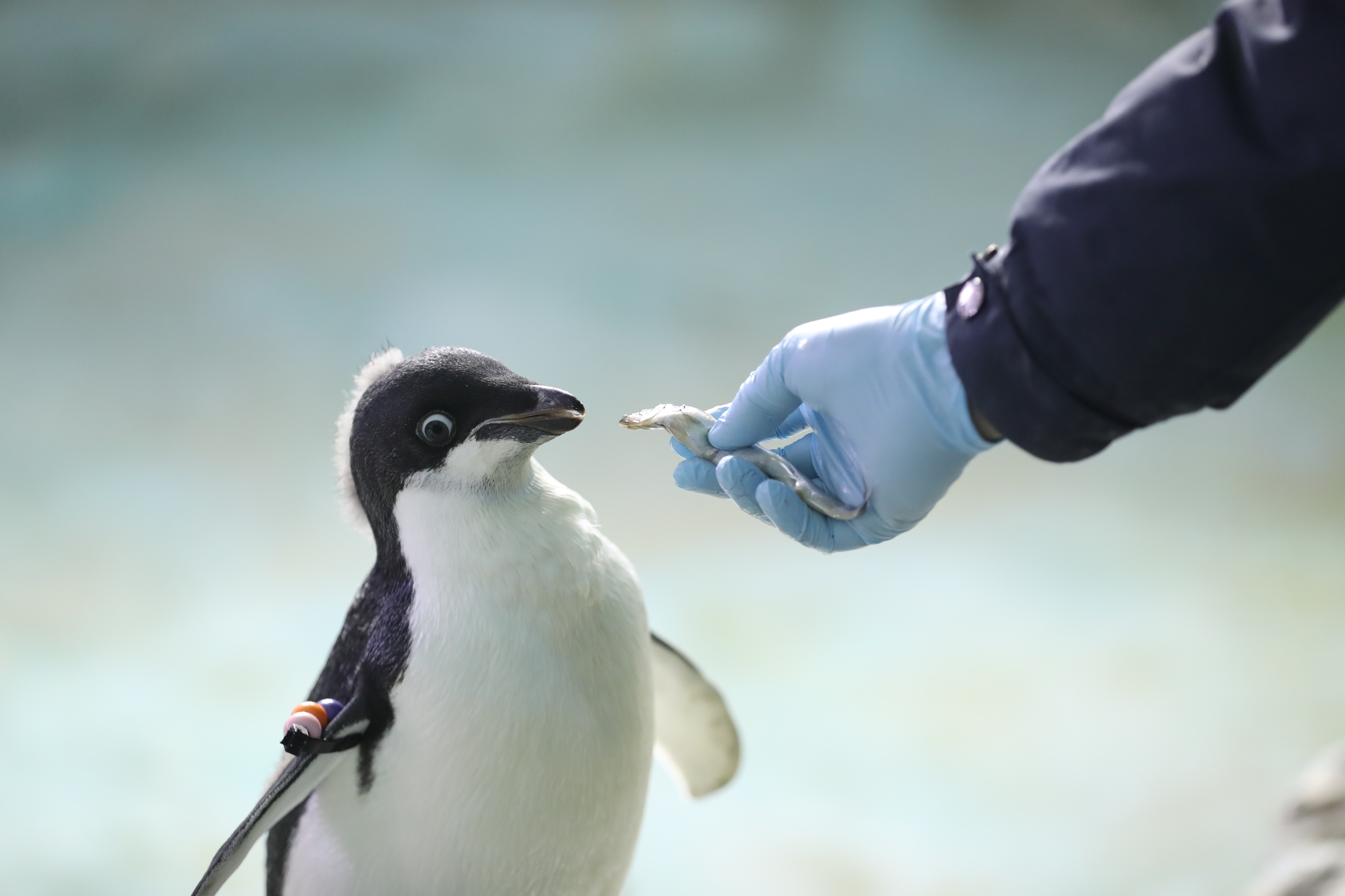 在亚热带养企鹅——企鹅"老爸"与他的一家(6)