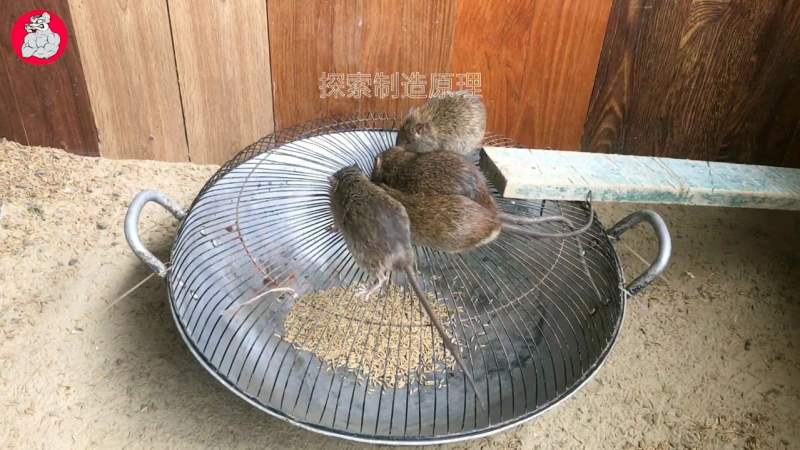 三分钟教你自己做雾化,猫咪早康复,比去医院更