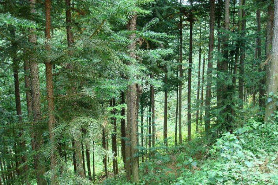 读《山海经》才知道,书中的"棪木"被找到了,在生活中很常见