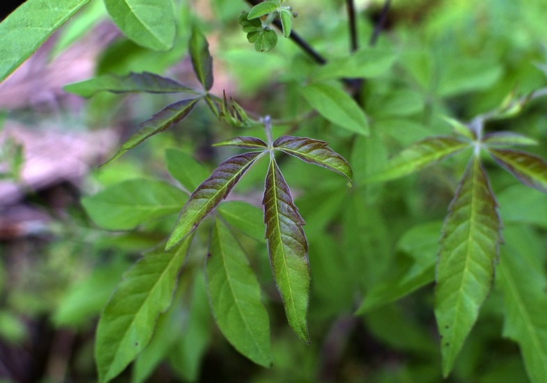 農村山坡上的黃荊葉,別名姜子葉,其藥用價值沒幾人知曉